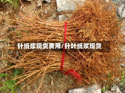 针纸浆现货费用/针叶纸浆现货