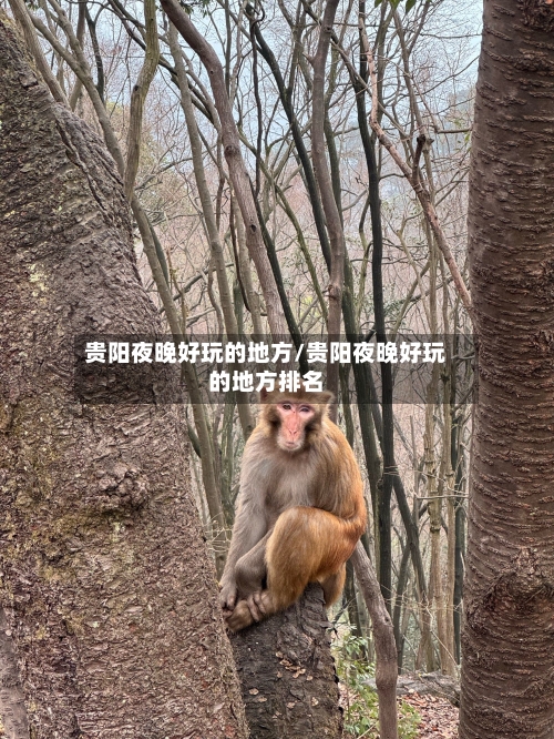 贵阳夜晚好玩的地方/贵阳夜晚好玩的地方排名