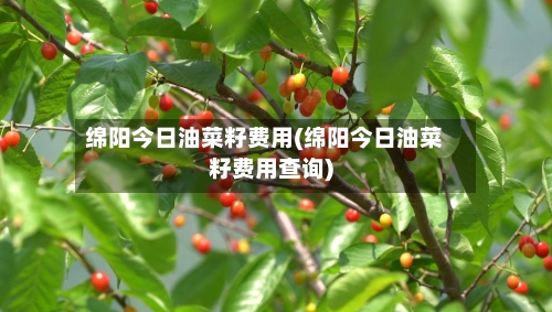 绵阳今日油菜籽费用(绵阳今日油菜籽费用查询)