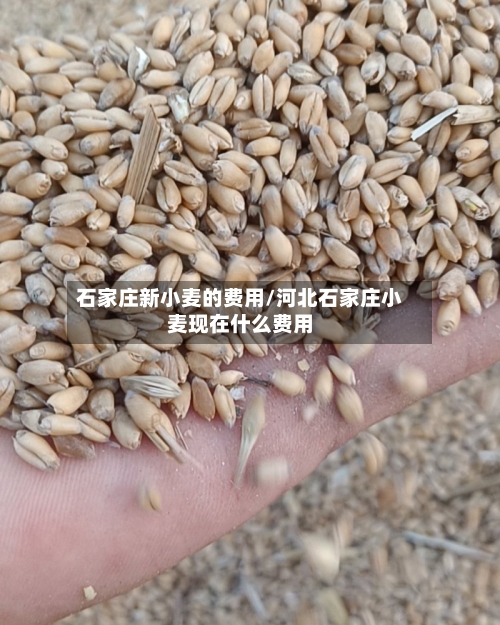 石家庄新小麦的费用/河北石家庄小麦现在什么费用