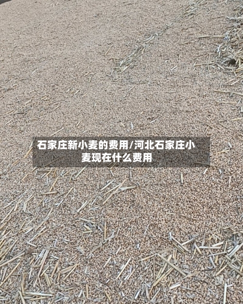 石家庄新小麦的费用/河北石家庄小麦现在什么费用-第2张图片