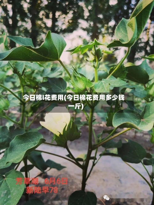 今日棉l花费用(今日棉花费用多少钱一斤)-第3张图片