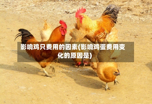 影响鸡只费用的因素(影响鸡蛋费用变化的原因是)-第2张图片