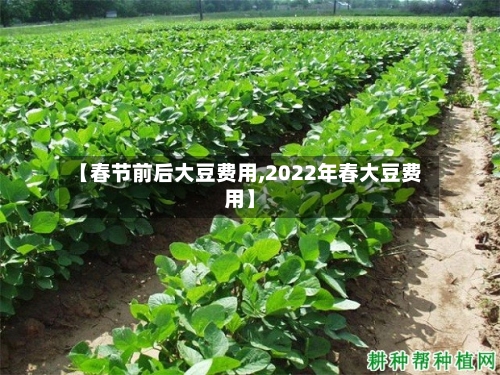 【春节前后大豆费用,2022年春大豆费用】