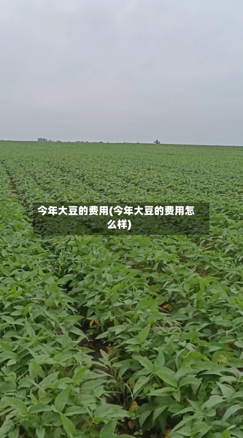今年大豆的费用(今年大豆的费用怎么样)