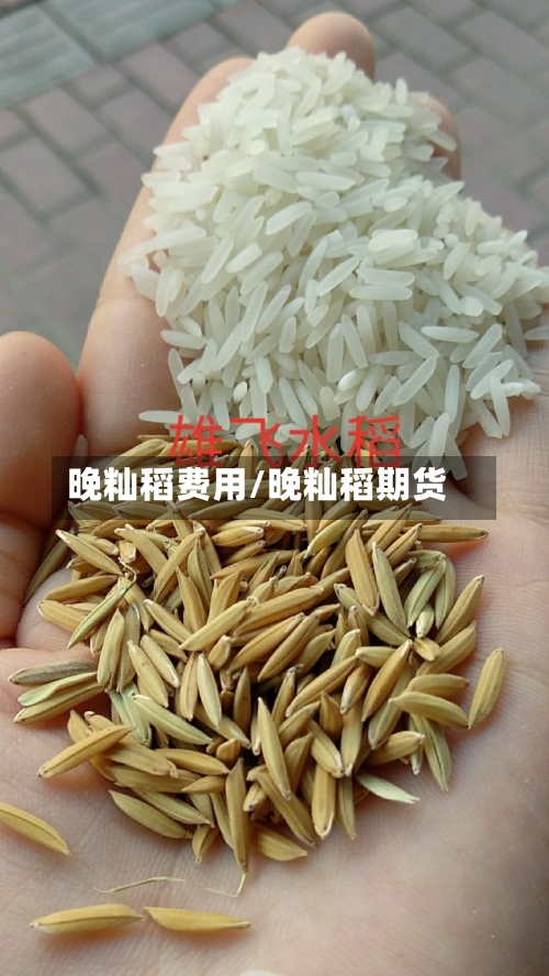 晚籼稻费用/晚籼稻期货