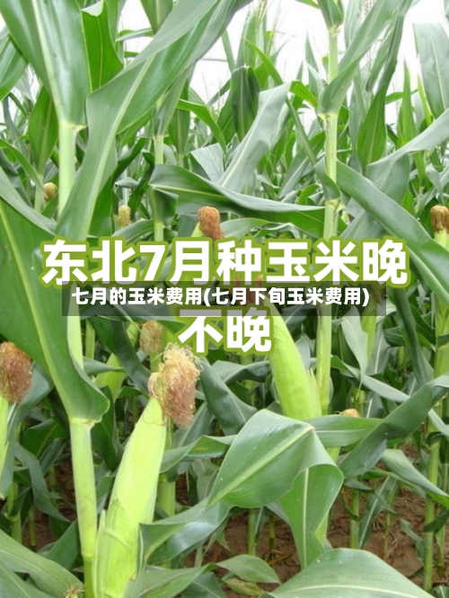 七月的玉米费用(七月下旬玉米费用)-第3张图片