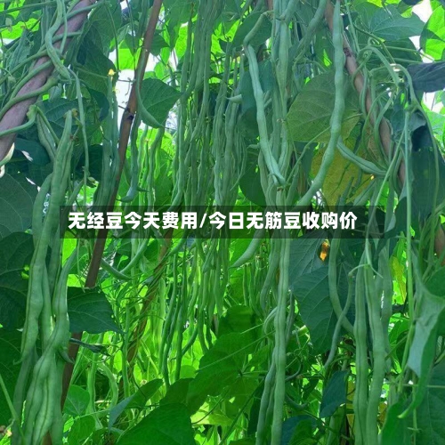 无经豆今天费用/今日无筋豆收购价-第3张图片