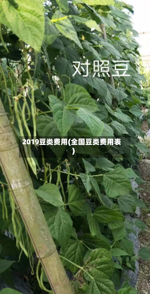 2019豆类费用(全国豆类费用表)-第3张图片