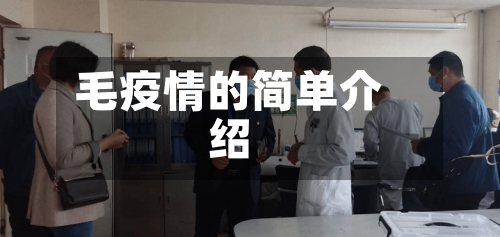 毛疫情的简单介绍