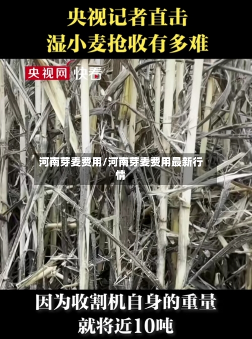 河南芽麦费用/河南芽麦费用最新行情