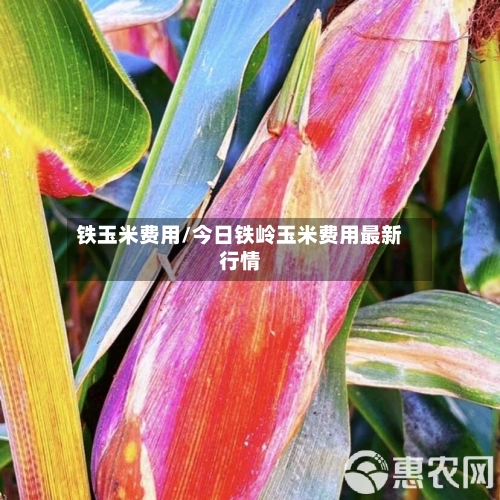 铁玉米费用/今日铁岭玉米费用最新行情