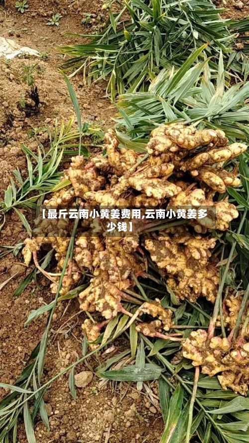【最斤云南小黄姜费用,云南小黄姜多少钱】-第2张图片