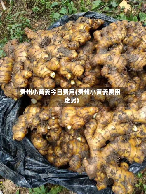 贵州小黄姜今日费用(贵州小黄姜费用走势)-第2张图片