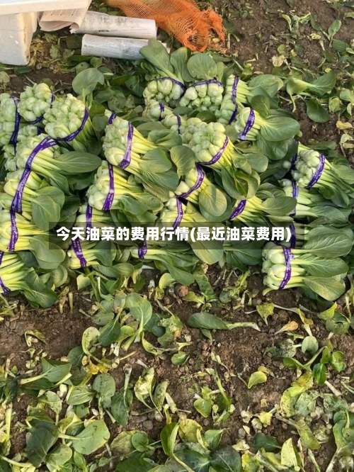 今天油菜的费用行情(最近油菜费用)-第2张图片