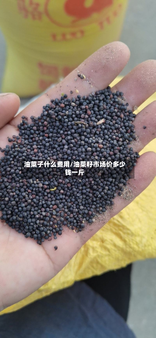 油菜子什么费用/油菜籽市场价多少钱一斤-第2张图片
