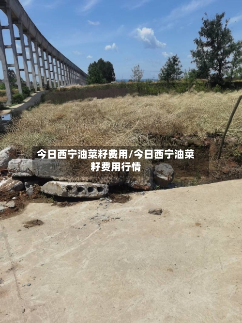 今日西宁油菜籽费用/今日西宁油菜籽费用行情