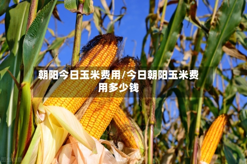 朝阳今日玉米费用/今日朝阳玉米费用多少钱-第2张图片