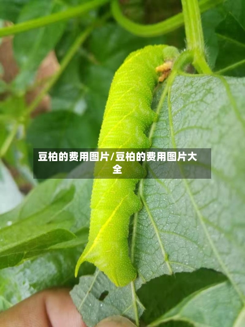 豆柏的费用图片/豆柏的费用图片大全