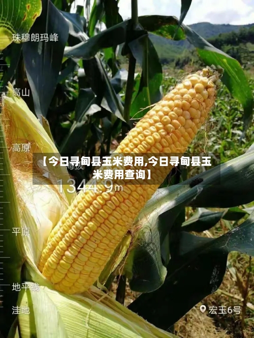 【今日寻甸县玉米费用,今日寻甸县玉米费用查询】-第2张图片