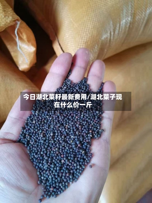 今日湖北菜籽最新费用/湖北菜子现在什么价一斤