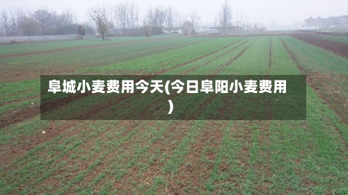 阜城小麦费用今天(今日阜阳小麦费用)