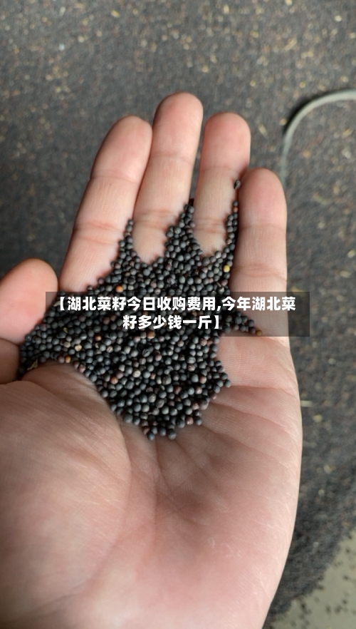 【湖北菜籽今日收购费用,今年湖北菜籽多少钱一斤】-第2张图片