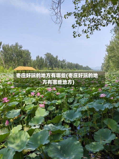 枣庄好玩的地方有哪些(枣庄好玩的地方有哪些地方)
