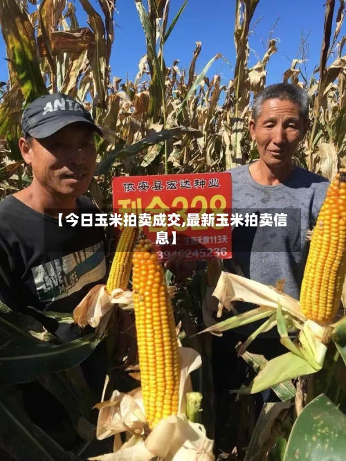 【今日玉米拍卖成交,最新玉米拍卖信息】