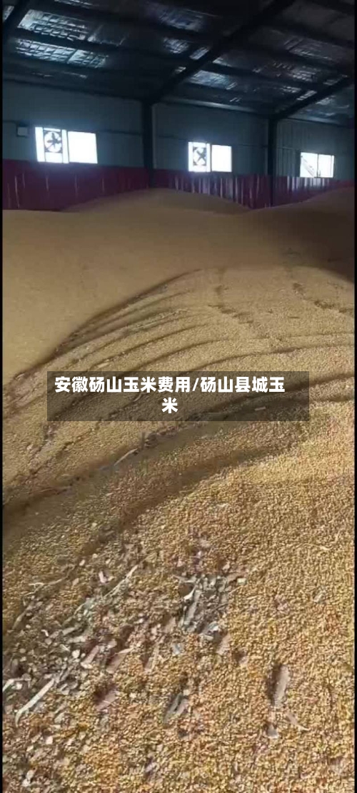 安徽砀山玉米费用/砀山县城玉米