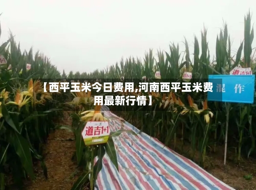 【西平玉米今日费用,河南西平玉米费用最新行情】-第3张图片