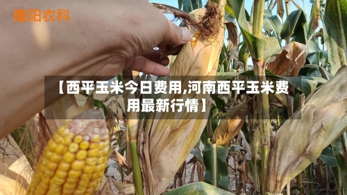 【西平玉米今日费用,河南西平玉米费用最新行情】-第1张图片