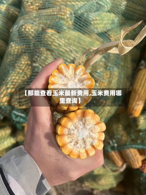 【那能查看玉米最新费用,玉米费用哪里查询】