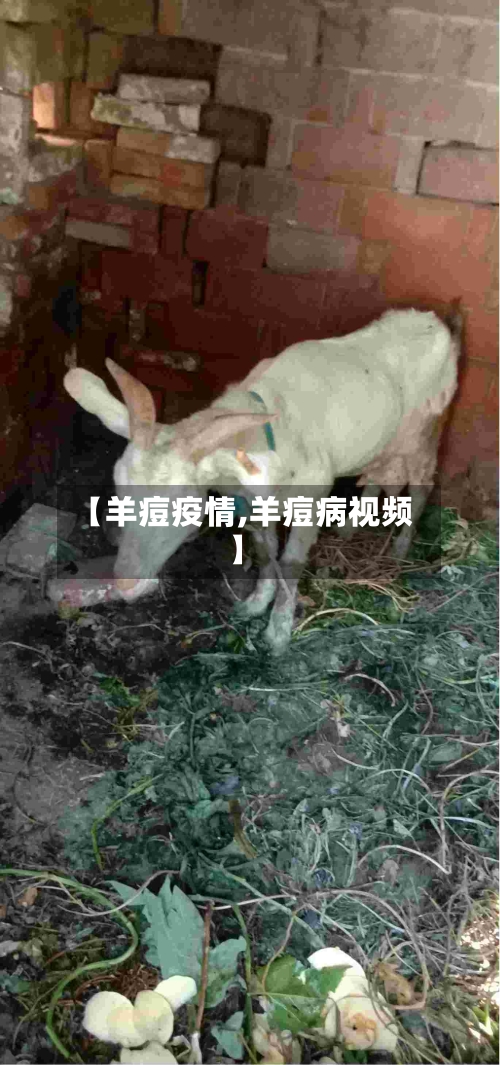 【羊痘疫情,羊痘病视频】