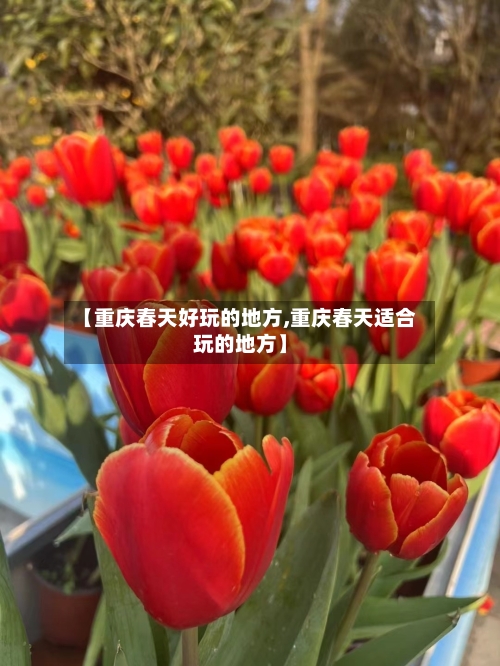 【重庆春天好玩的地方,重庆春天适合玩的地方】-第3张图片