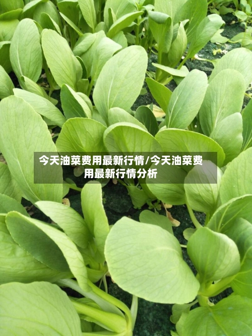 今天油菜费用最新行情/今天油菜费用最新行情分析-第2张图片