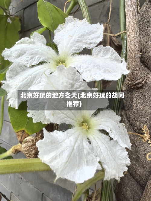 北京好玩的地方冬天(北京好玩的胡同推荐)