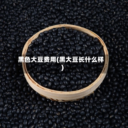 黑色大豆费用(黑大豆长什么样)