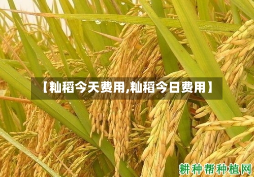 【籼稻今天费用,籼稻今日费用】