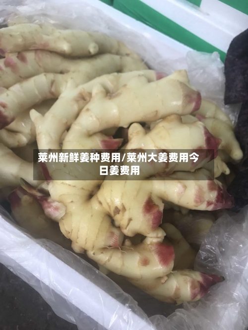 莱州新鲜姜种费用/莱州大姜费用今日姜费用-第2张图片