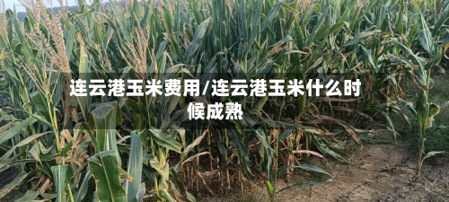 连云港玉米费用/连云港玉米什么时候成熟
