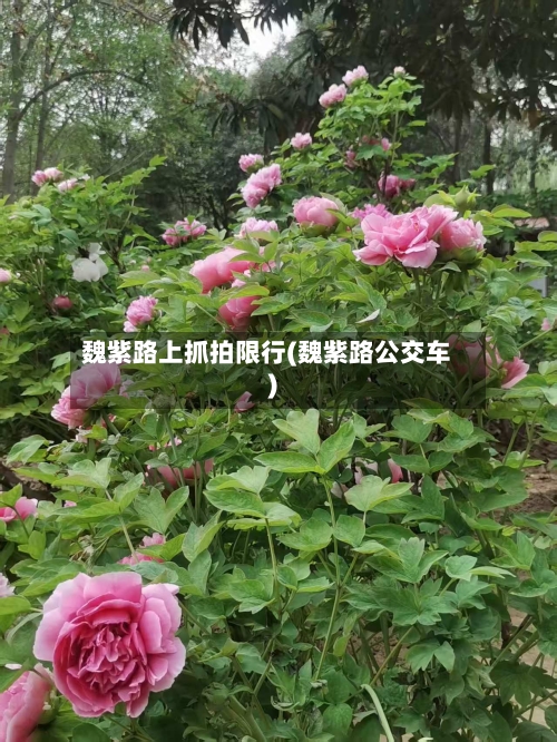 魏紫路上抓拍限行(魏紫路公交车)-第2张图片
