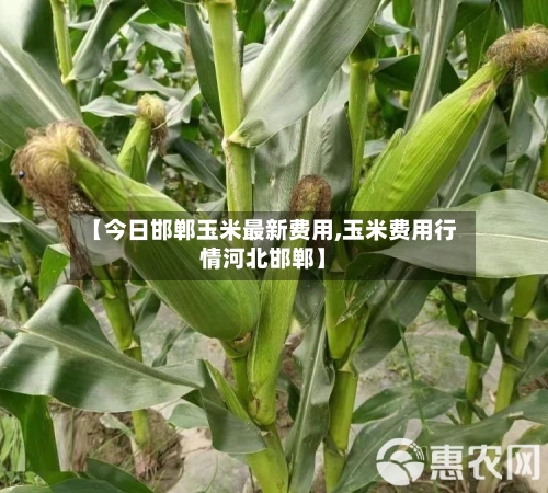 【今日邯郸玉米最新费用,玉米费用行情河北邯郸】