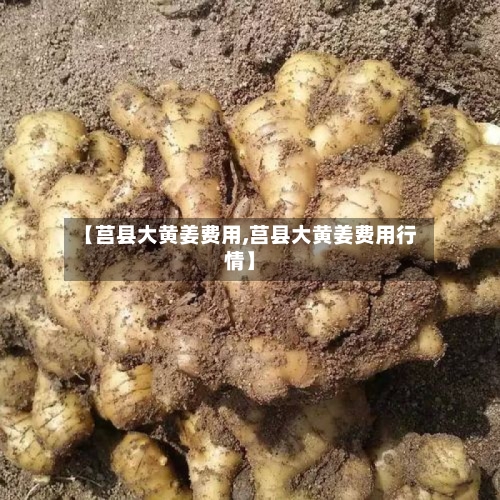 【莒县大黄姜费用,莒县大黄姜费用行情】-第2张图片