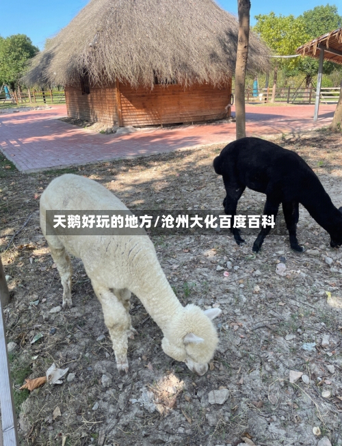 天鹅好玩的地方/沧州大化百度百科