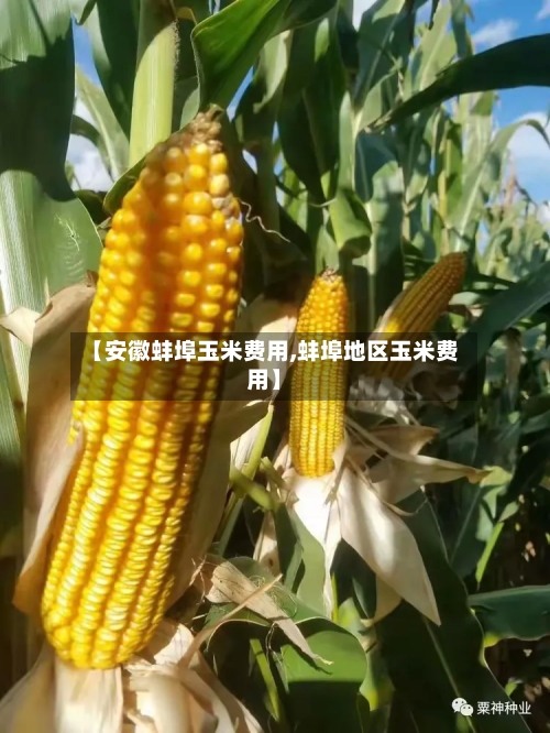 【安徽蚌埠玉米费用,蚌埠地区玉米费用】