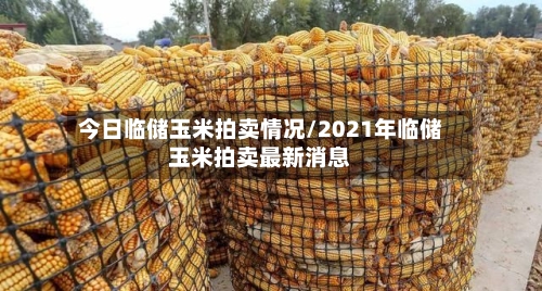 今日临储玉米拍卖情况/2021年临储玉米拍卖最新消息