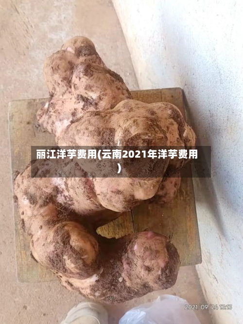 丽江洋芋费用(云南2021年洋芋费用)-第2张图片