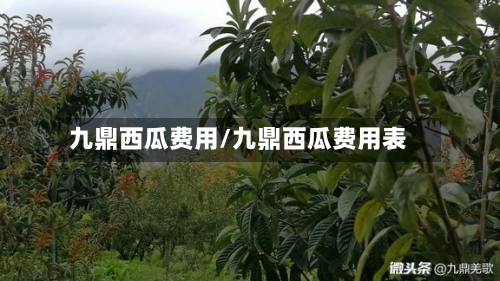 九鼎西瓜费用/九鼎西瓜费用表