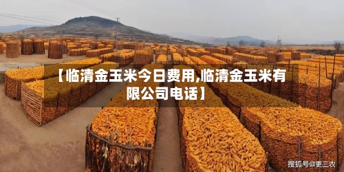 【临清金玉米今日费用,临清金玉米有限公司电话】-第3张图片